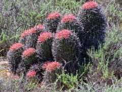 Euphorbia stellispina