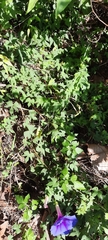 Ipomoea laeta