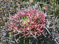 Euphorbia stellispina