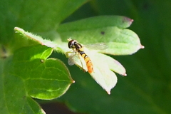 Sphaerophoria pyrrhina