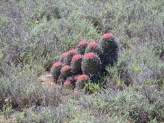 Euphorbia stellispina