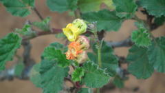 Hermannia althaeoides