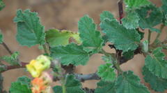 Hermannia althaeoides