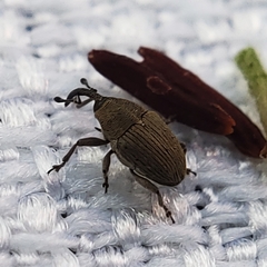 Geraeus