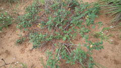 Hermannia althaeoides