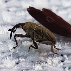Geraeus