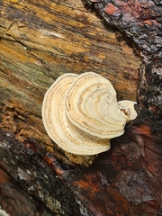Trametes
