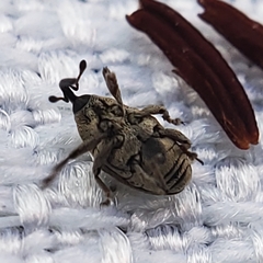 Geraeus