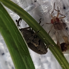 Geraeus