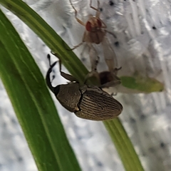 Geraeus