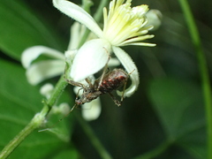 Himacerus apterus