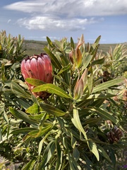 Protea burchellii × laurifolia