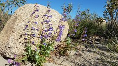 Penstemon spectabilis spectabilis