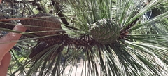 Pinus oocarpa