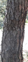 Pinus oocarpa