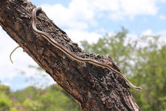 Psammophis subtaeniatus