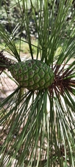 Pinus oocarpa