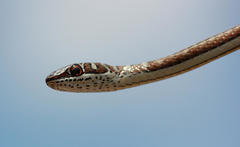 Psammophis subtaeniatus