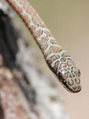 Psammophis subtaeniatus