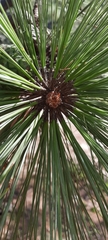 Pinus oocarpa