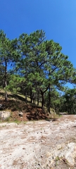 Pinus oocarpa