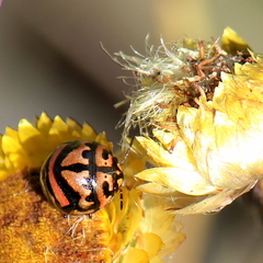 Sphaerocoris testudogrisea