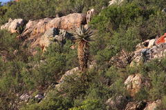Aloe comosa