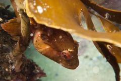 Clinus superciliosus