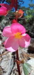 Begonia tapatia