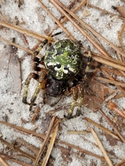 Araneus bicentenarius image