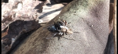 Menemerus semilimbatus