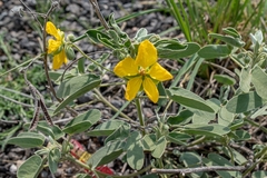 Senna bauhinioides