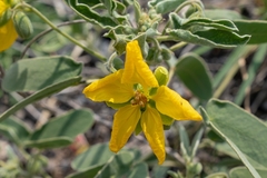 Senna bauhinioides