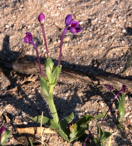 Lapeirousia jacquinii