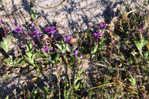 Lapeirousia jacquinii