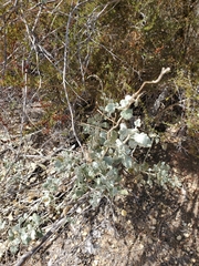 Malacothamnus niveus