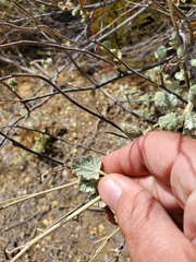 Malacothamnus niveus