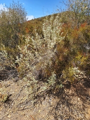 Malacothamnus niveus