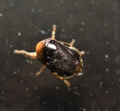 Clastoptera xanthocephala