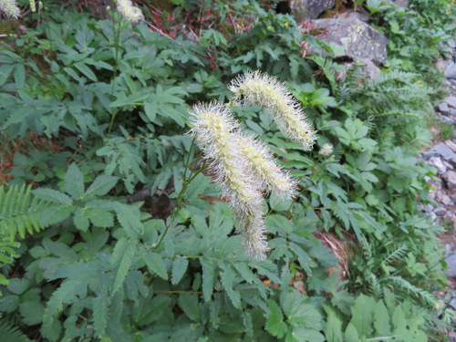 Image of Sanguisorba dodecandra by (c) Marco Mussita, some rights reserved (CC BY)