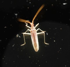 Trigonotylus pulcher