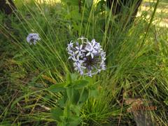 Pentanisia prunelloides