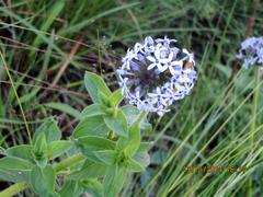 Pentanisia prunelloides