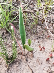 Eriospermum lanceifolium