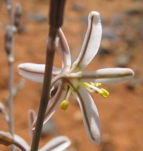 Trachyandra jacquiniana