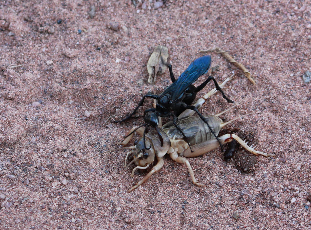 African Cricket-hunter Wasp