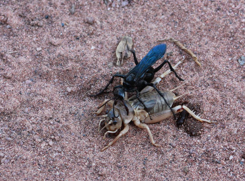 African Cricket-hunter Wasp