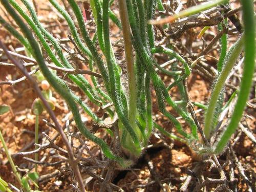 Trachyandra jacquiniana