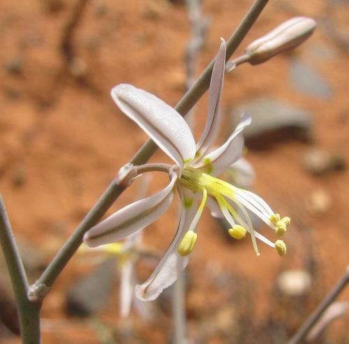 Trachyandra jacquiniana