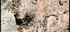 Menemerus semilimbatus